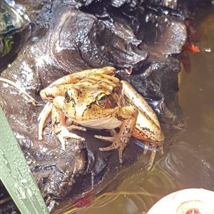 Meet your Posher, Deborah